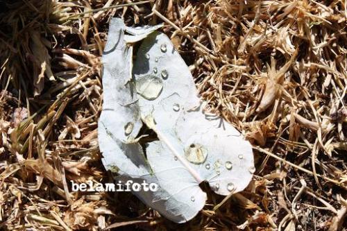 Fotografia de BeLaMi - Galeria Fotografica: Sierra peruana - Foto: Roco							