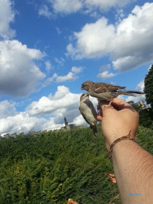 Fotografia de Ernesto - Galeria Fotografica: Gorriones en el Louvre - Foto: 