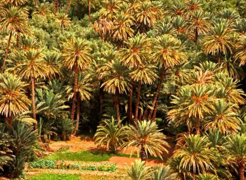 Fotografia de Raul  Drehsel - Galeria Fotografica: Marruecos-4 - Foto: 