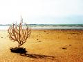 Fotos de Santaolalla -  Foto: desde la orilla - pequea gorgonia al sol