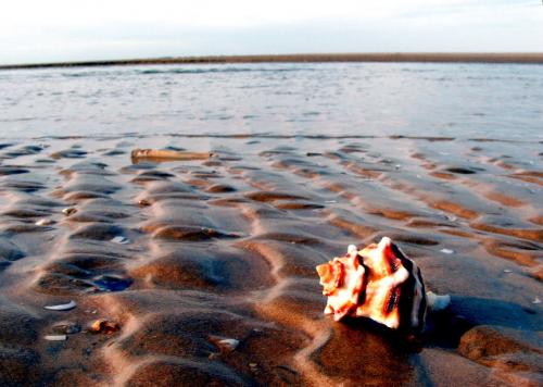 Fotografia de Santaolalla - Galeria Fotografica: desde la orilla - Foto: caracola en la bajamar