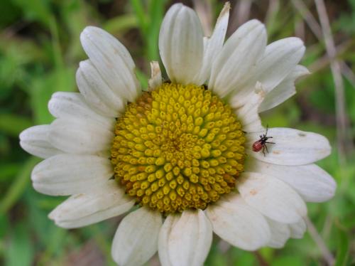 Fotografia de macala - Galeria Fotografica: colores del verano - Foto: convivencia