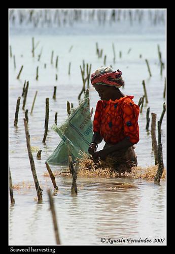 Fotografías mas votadas » Autor: Agustin Fernandez - Galería: Zanzibar Brushstrokes - Fotografía: Seaweed harveting