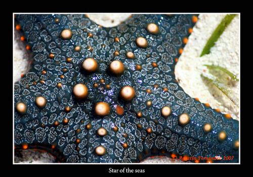 Fotografia de Agustin Fernandez - Galeria Fotografica: Zanzibar Brushstrokes - Foto: Star of the seas