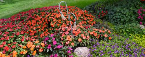 Fotografia de Roberto Denton S. - Galeria Fotografica: Panoramicas - Foto: Jardin de flores