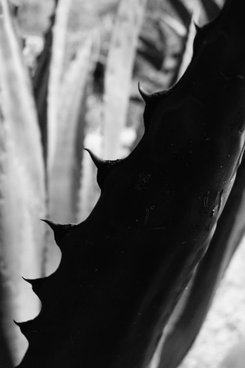 Fotografia de Louisst - Galeria Fotografica: B&N - Foto: Maguey