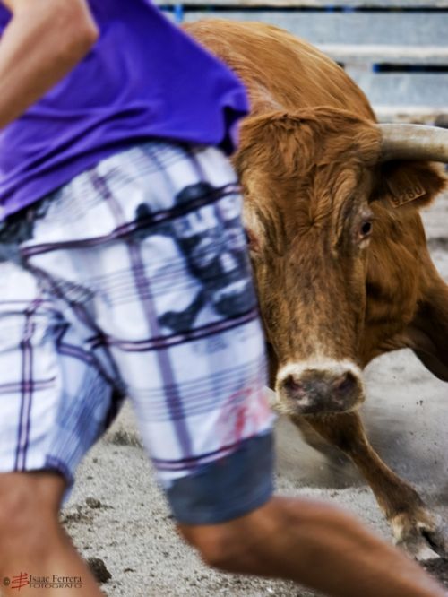 Fotografia de Isaac Ferrera - Fotografo - Galeria Fotografica: Taurinas - Foto: 