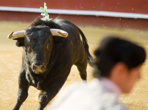Fotografia de Isaac Ferrera - Fotografo - Galeria Fotografica: Taurinas - Foto: 