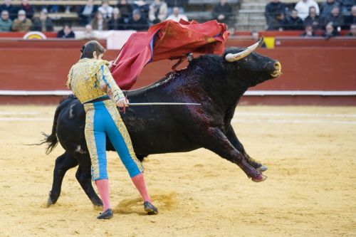 Fotografia de Isaac Ferrera - Fotografo - Galeria Fotografica: Taurinas - Foto: 