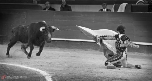 Fotografia de Isaac Ferrera - Fotografo - Galeria Fotografica: Taurinas - Foto: 