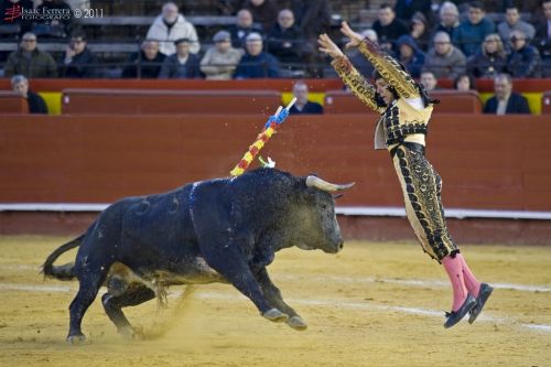 Fotografia de Isaac Ferrera - Fotografo - Galeria Fotografica: Taurinas - Foto: 