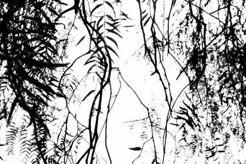 Fotografia de Louisst - Galeria Fotografica: B&N - Foto: 