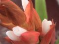 Fotos de Sin Nombre -  Foto: La flor Naranja - Desde Cerca