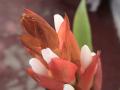 Fotos de Sin Nombre -  Foto: La flor Naranja - 
