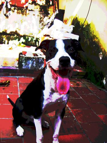 Fotografia de Tito Nadi� - Galeria Fotografica: MASCOTAS (HAMLET Y GAIA) - Foto: 	Hamlet							