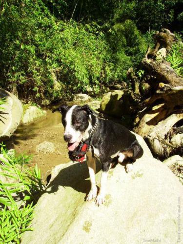 Fotografia de Tito Nadi� - Galeria Fotografica: MASCOTAS (HAMLET Y GAIA) - Foto: 	Hamlet							