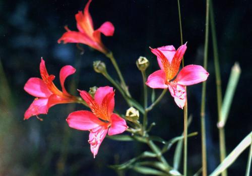 Fotografia de Edgardo Martinez - Galeria Fotografica: inicios - Foto: colores