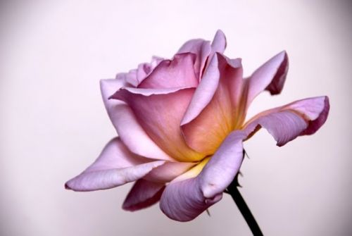 Fotografia de JOSE MOLINA - Galeria Fotografica: FOTO ILUSTRACI�N - Foto: 