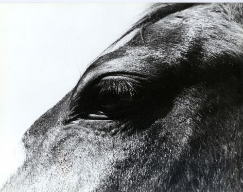 Fotografia de c�mara de Diputados - Galeria Fotografica: ARTISTICO - Foto: 