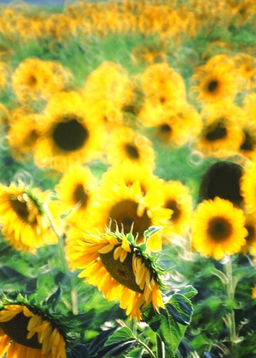 Fotografia de francofranceschi - Galeria Fotografica: the seasons in Chianti - Foto: verano