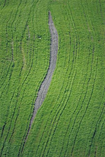 Fotografia de francofranceschi - Galeria Fotografica: the seasons in Chianti - Foto: primavera