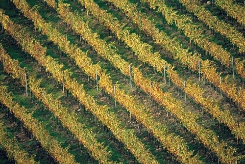 Fotografia de francofranceschi - Galeria Fotografica: the seasons in Chianti - Foto: verano