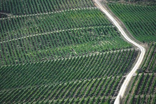 Fotografia de francofranceschi - Galeria Fotografica: the seasons in Chianti - Foto: verano