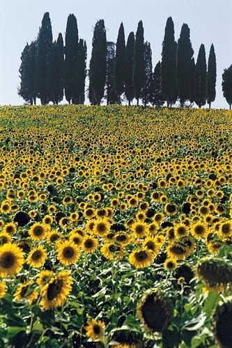 Fotografia de francofranceschi - Galeria Fotografica: the seasons in Chianti - Foto: veano