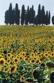 Fotos de francofranceschi -  Foto: the seasons in Chianti - veano