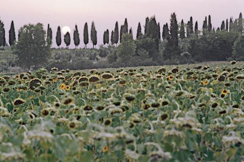 Fotografia de francofranceschi - Galeria Fotografica: the seasons in Chianti - Foto: verano