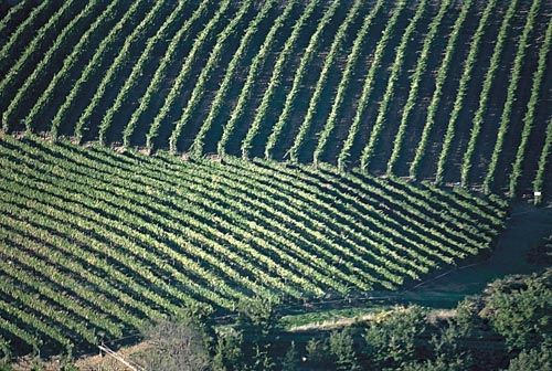 Fotografia de francofranceschi - Galeria Fotografica: the seasons in Chianti - Foto: verano