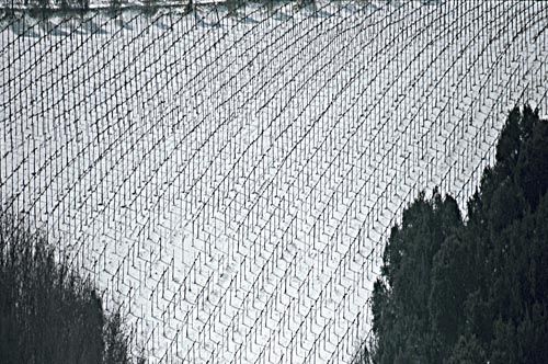 Fotografia de francofranceschi - Galeria Fotografica: the seasons in Chianti - Foto: invierno