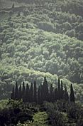 Fotografia de francofranceschi - Galeria Fotografica: the seasons in Chianti - Foto: primavera