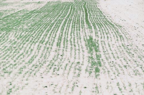 Fotografia de francofranceschi - Galeria Fotografica: the seasons in Chianti - Foto: invierno