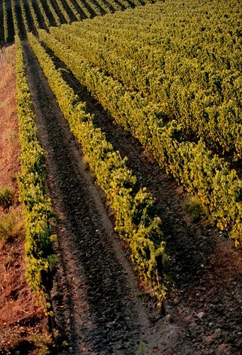 Fotografia de francofranceschi - Galeria Fotografica: the seasons in Chianti - Foto: otono