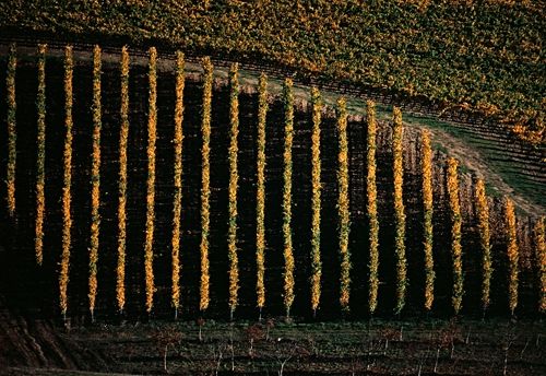 Fotografia de francofranceschi - Galeria Fotografica: the seasons in Chianti - Foto: otono