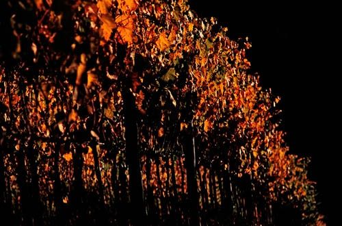 Fotografia de francofranceschi - Galeria Fotografica: the seasons in Chianti - Foto: otono