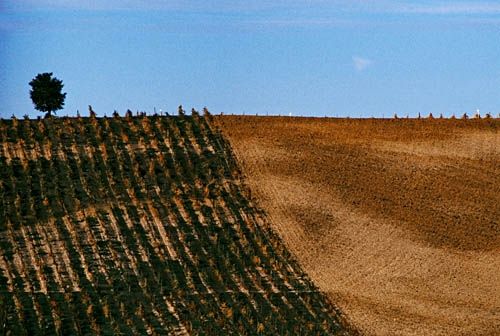 Fotografia de francofranceschi - Galeria Fotografica: the seasons in Chianti - Foto: otono