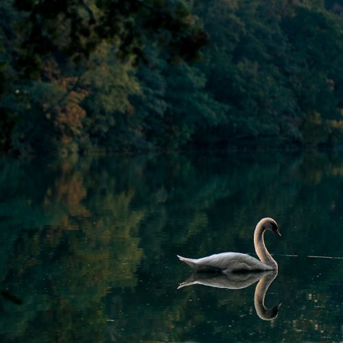 Fotografia de Gesait - Galeria Fotografica: Cisne - Foto: 