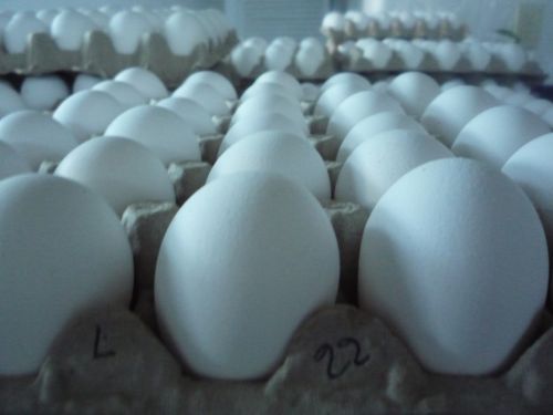 Fotografia de maridel majluf - Galeria Fotografica: El dolor - Foto: 