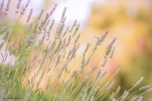 Fotografia de Josechino2424 - Galeria Fotografica: Lavandas - Foto: 