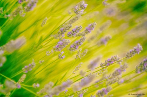 Fotografia de Josechino2424 - Galeria Fotografica: Lavandas - Foto: 