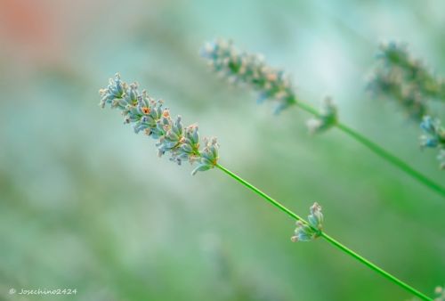 Fotografia de Josechino2424 - Galeria Fotografica: Lavandas - Foto: 