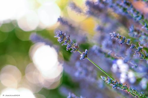 Fotografia de Josechino2424 - Galeria Fotografica: Lavandas - Foto: 