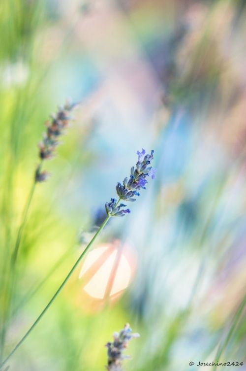 Fotografia de Josechino2424 - Galeria Fotografica: Lavandas - Foto: 
