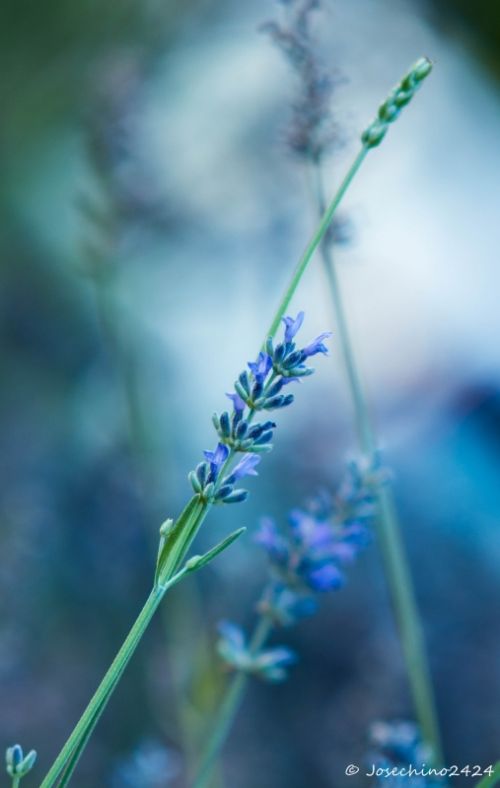 Fotografia de Josechino2424 - Galeria Fotografica: Lavandas - Foto: 