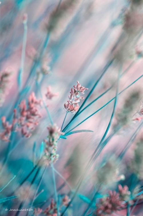 Fotografia de Josechino2424 - Galeria Fotografica: Lavandas - Foto: 