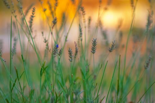 Fotografia de Josechino2424 - Galeria Fotografica: Lavandas - Foto: 