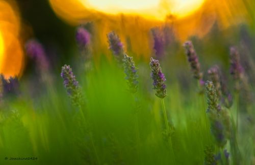Fotografia de Josechino2424 - Galeria Fotografica: Lavandas - Foto: 