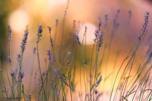 Fotografia de Josechino2424 - Galeria Fotografica: Lavandas - Foto: 